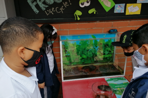 ranas ranas